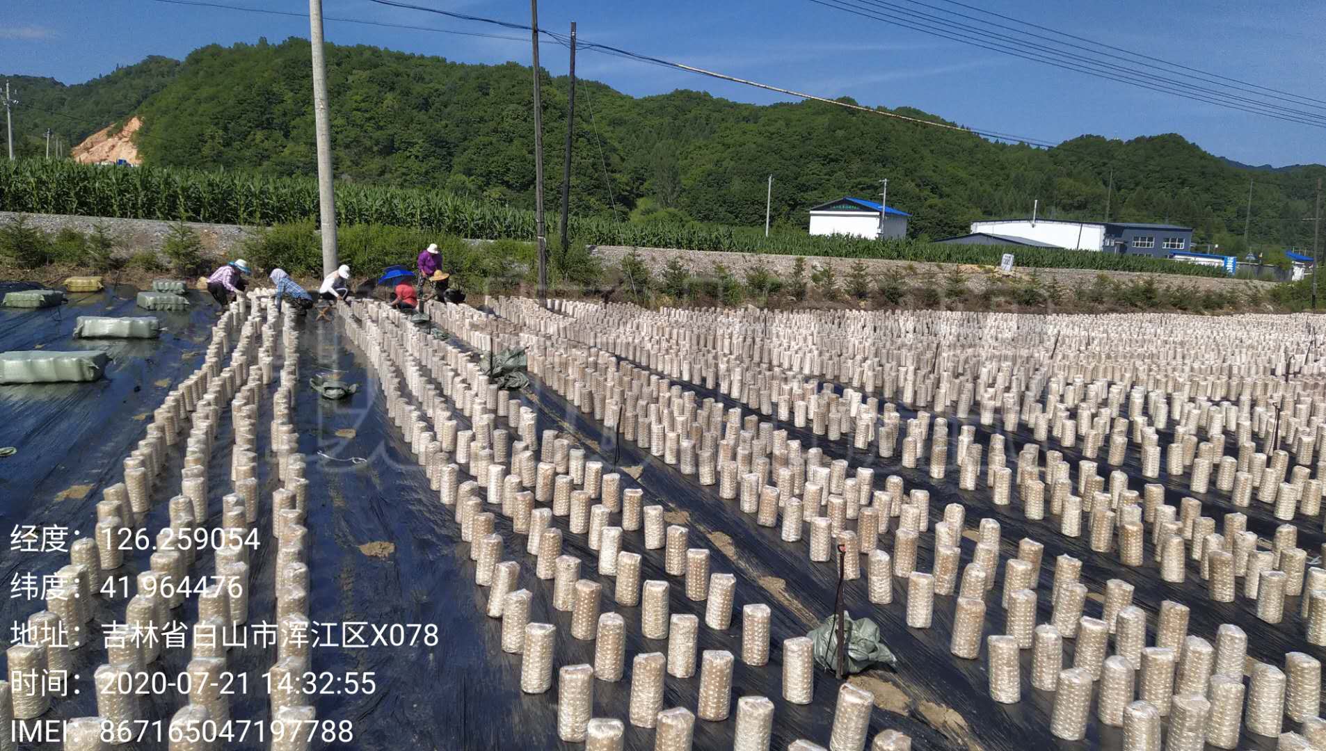 你知道喝矿泉水长大的黑木耳，最终会长成什么样子吗？