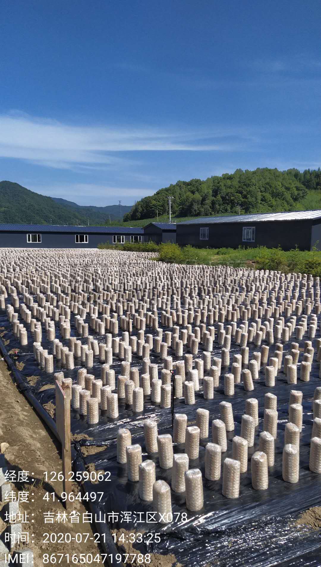 水之林富硒农业--木耳种植基地(图3)