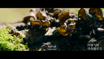 喝矿泉水的黑木耳，到底好在哪儿？(图1)