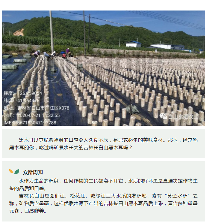 你知道喝矿泉水长大的黑木耳，最终会长成什么样子吗？(图1)