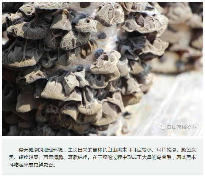 你知道喝矿泉水长大的黑木耳，最终会长成什么样子吗？(图2)