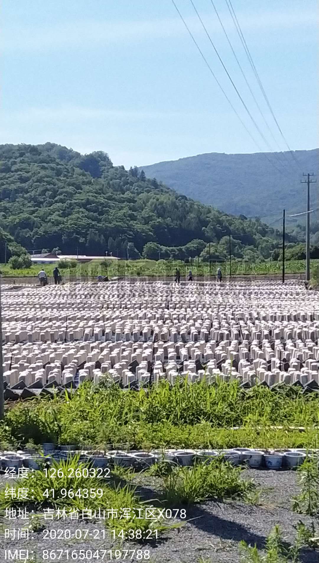 黑木耳发展历程(图3)
